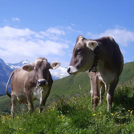 Andrea Appartement *